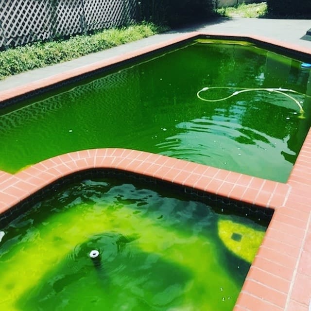A pool with green water.